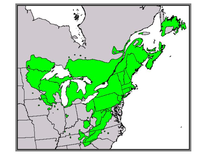 Ареал P. strobus. Это регион Великих Озер + восток Канады от Ньюфаундленда + крайний северо-восток США + Аппалачи. В Аппалачах P. strobes встречается до высоты 1 500 м над уровнем моря. 